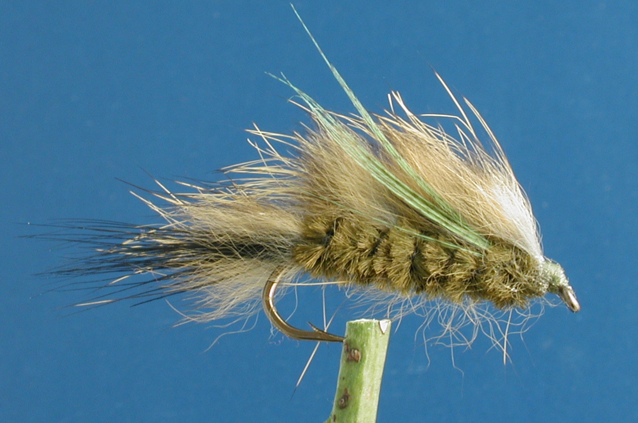 Ridgeback Nymph Olive