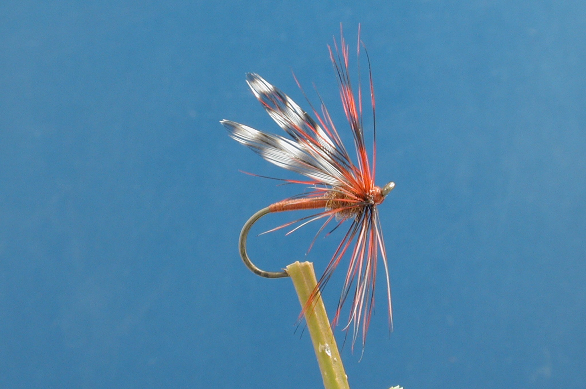 Brown Long Legged Gnat