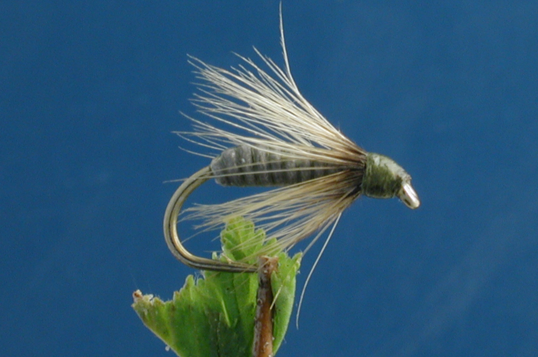 Leaded Phantom Nymph