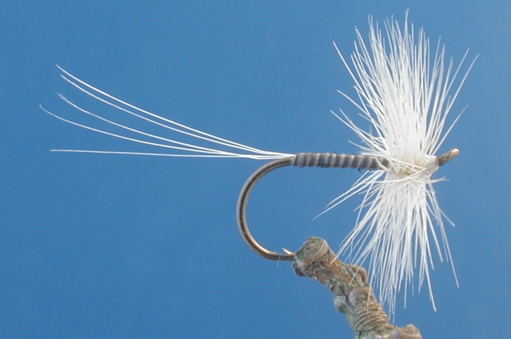 Blue Quill Hackle