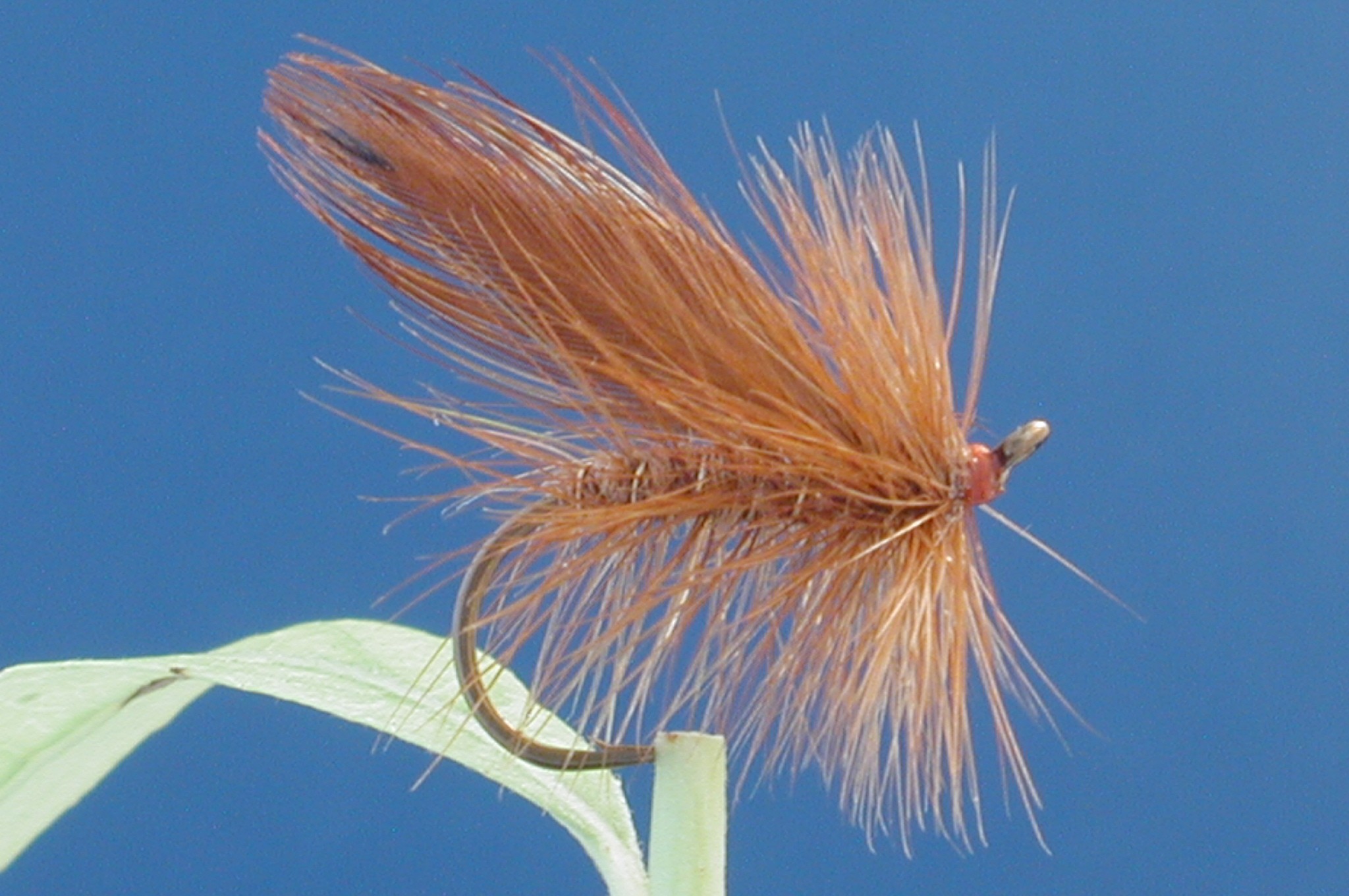 Little Brown Sedge