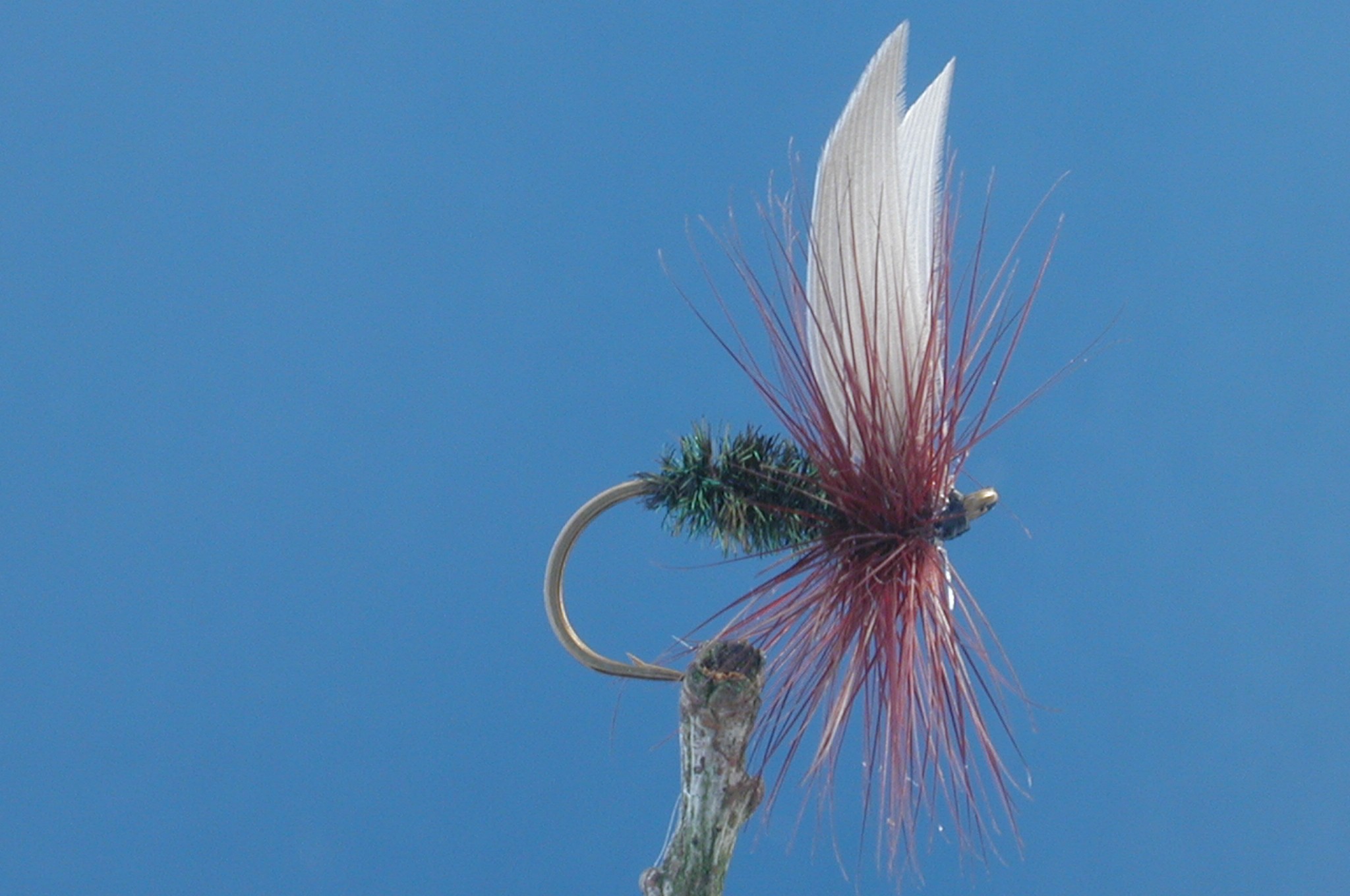 Claret Hackle