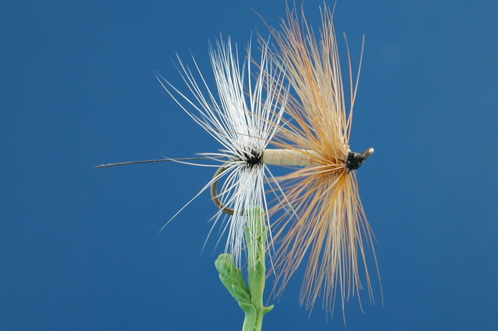 Fore And Aft Mayfly