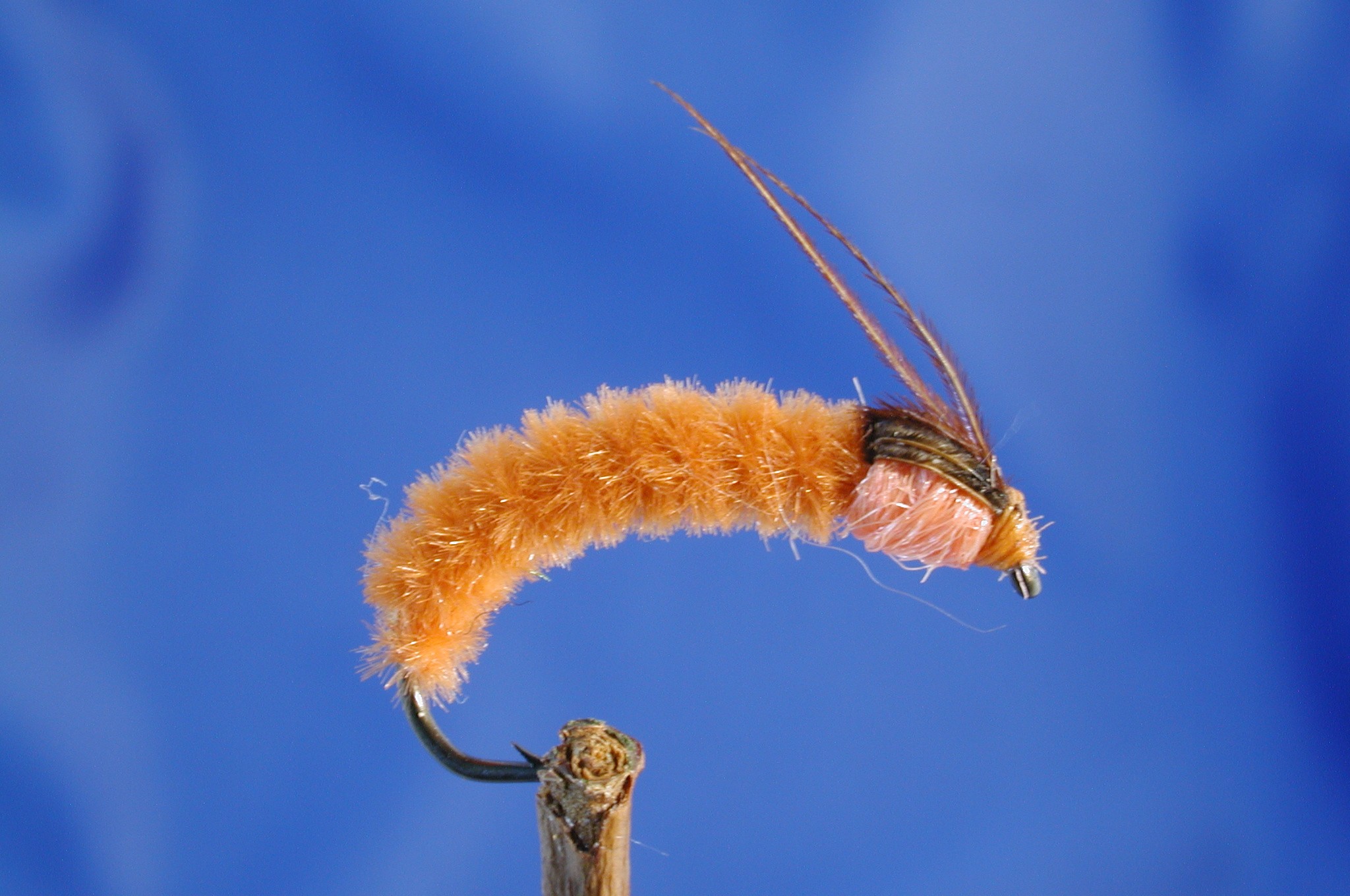 Orange Sedge Pupa
