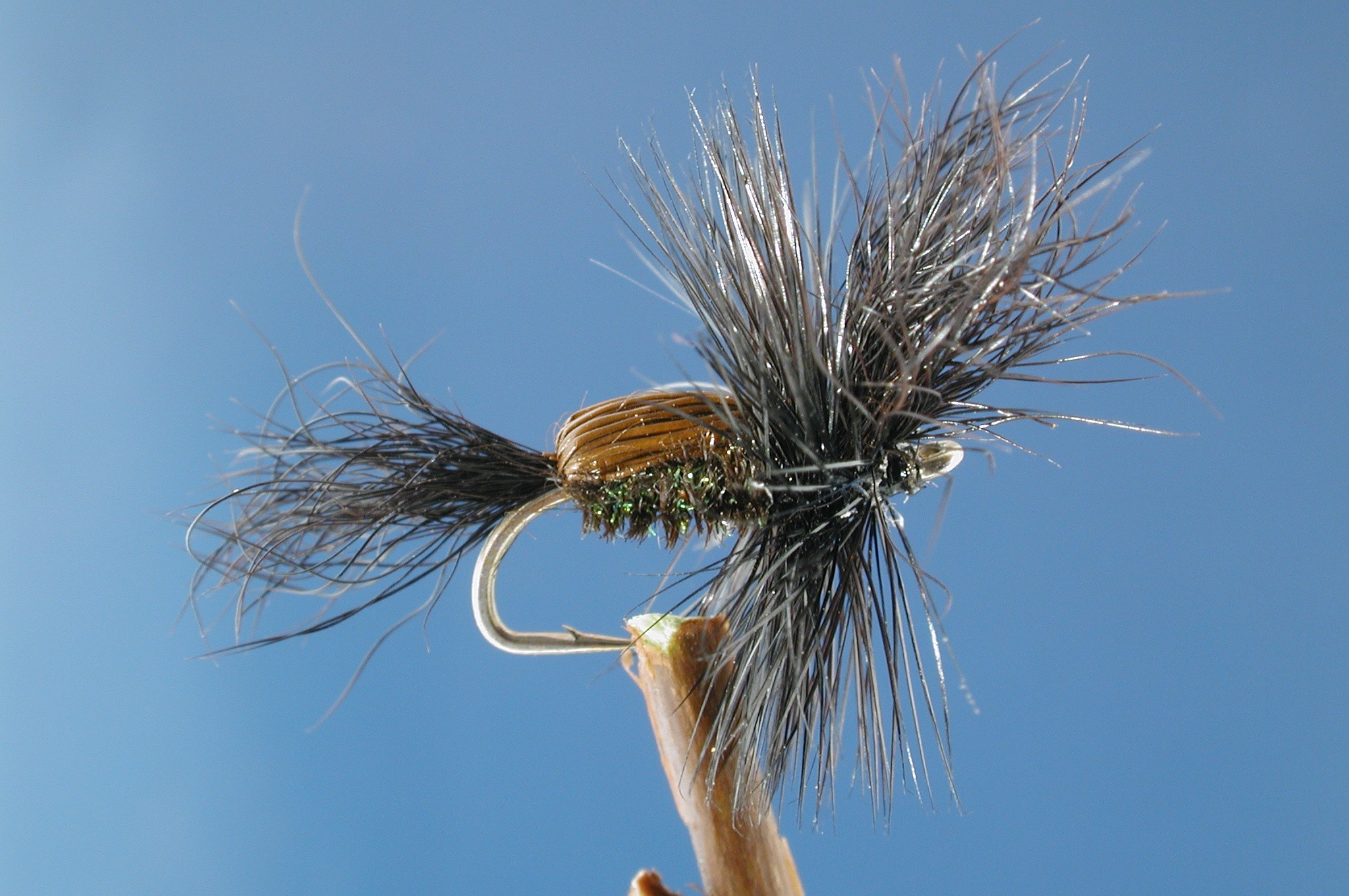 Black Peacock Humphy