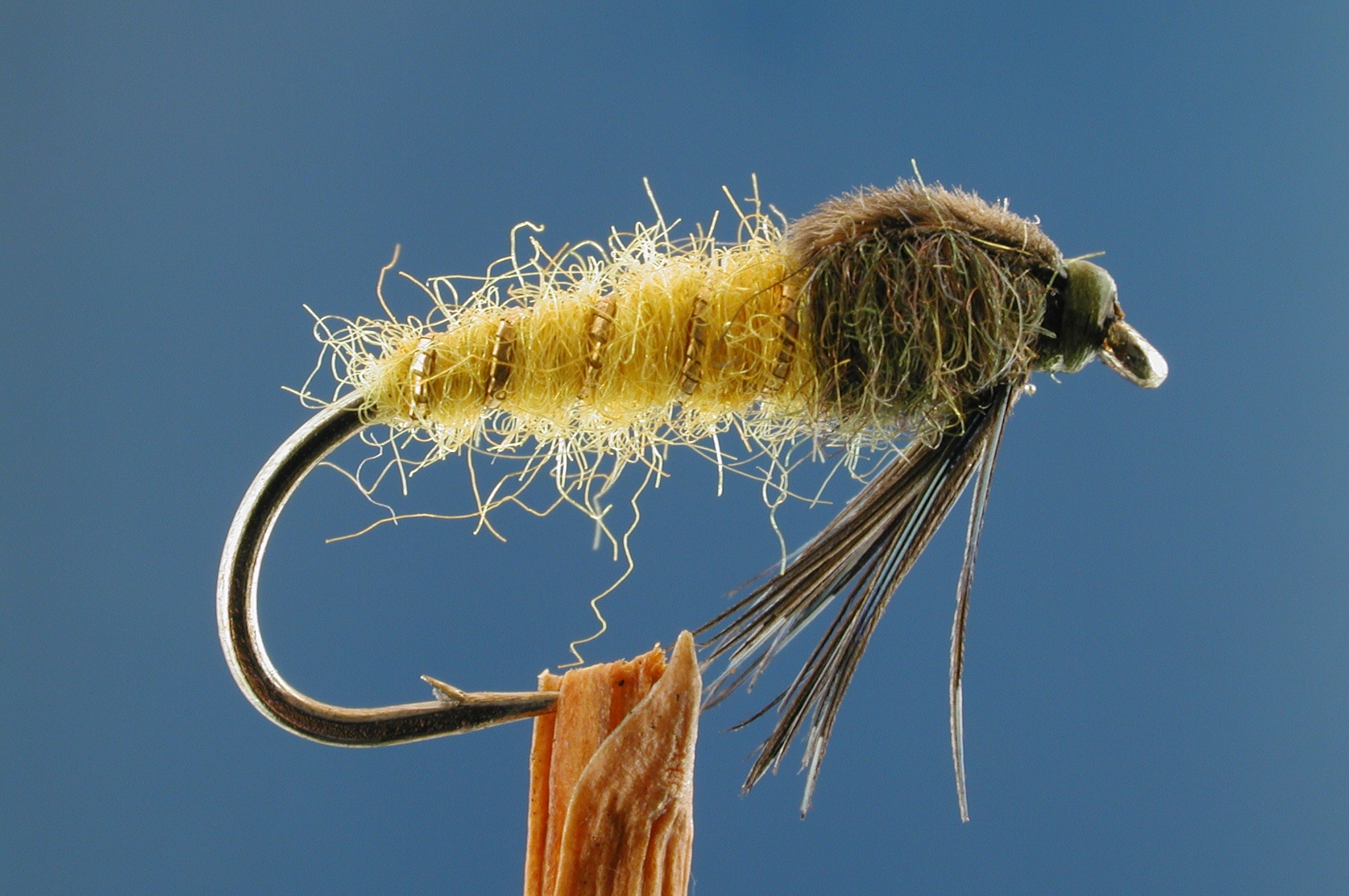 Invicta Sedge Pupa