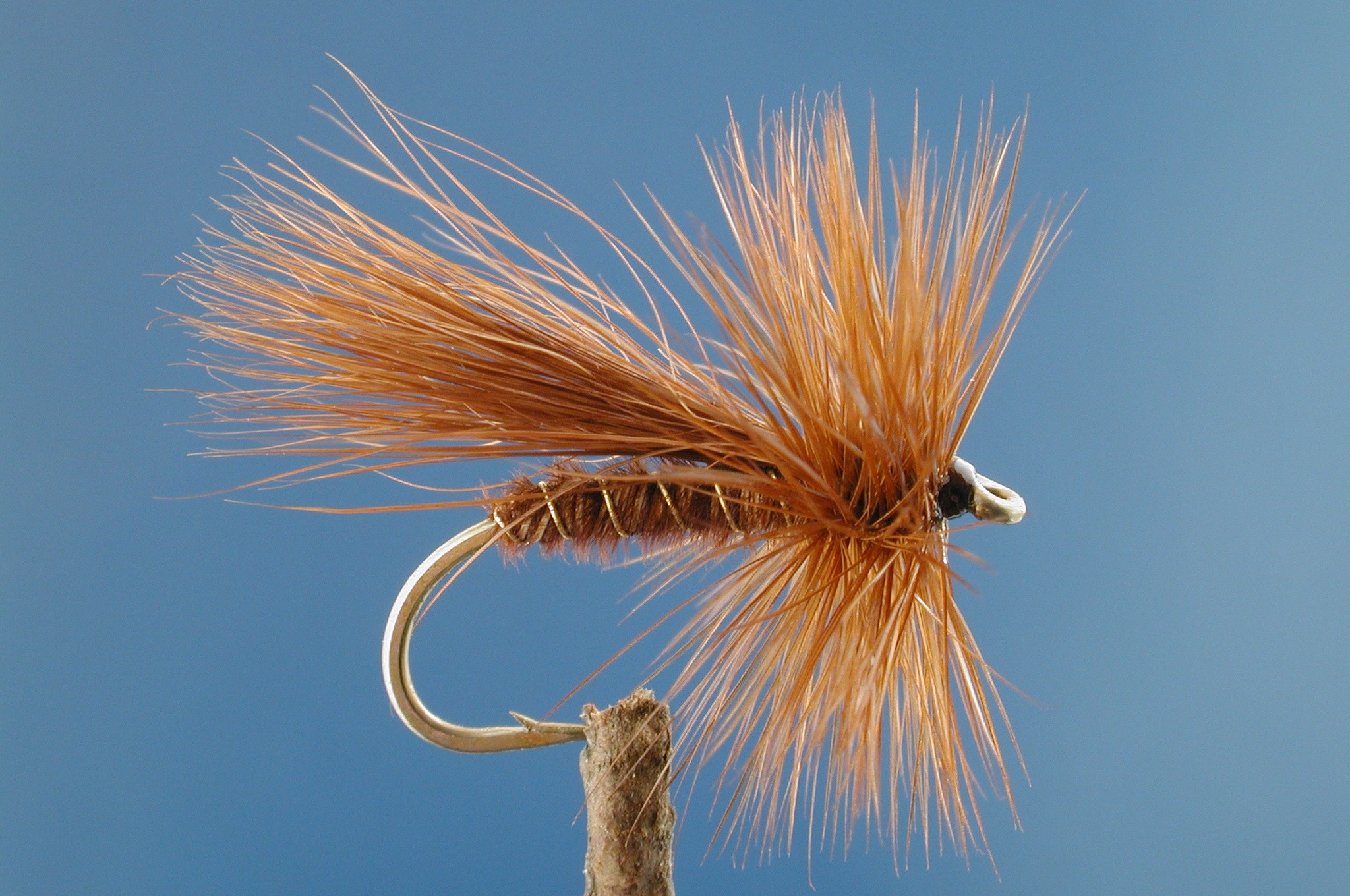 Red Fluttering Sedge