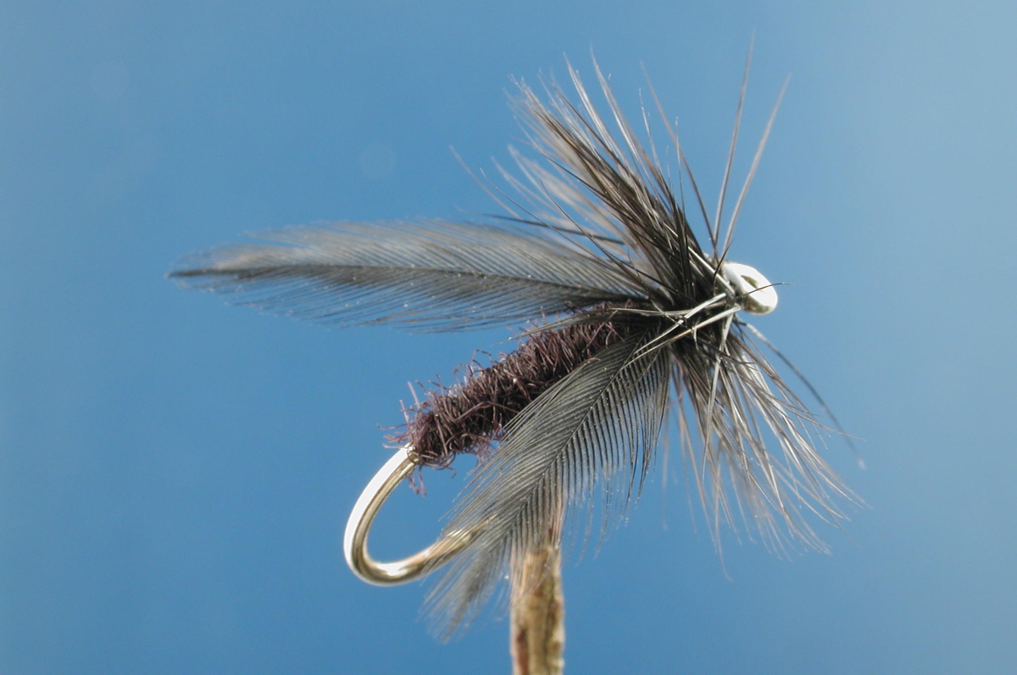 Black Delta Caddis