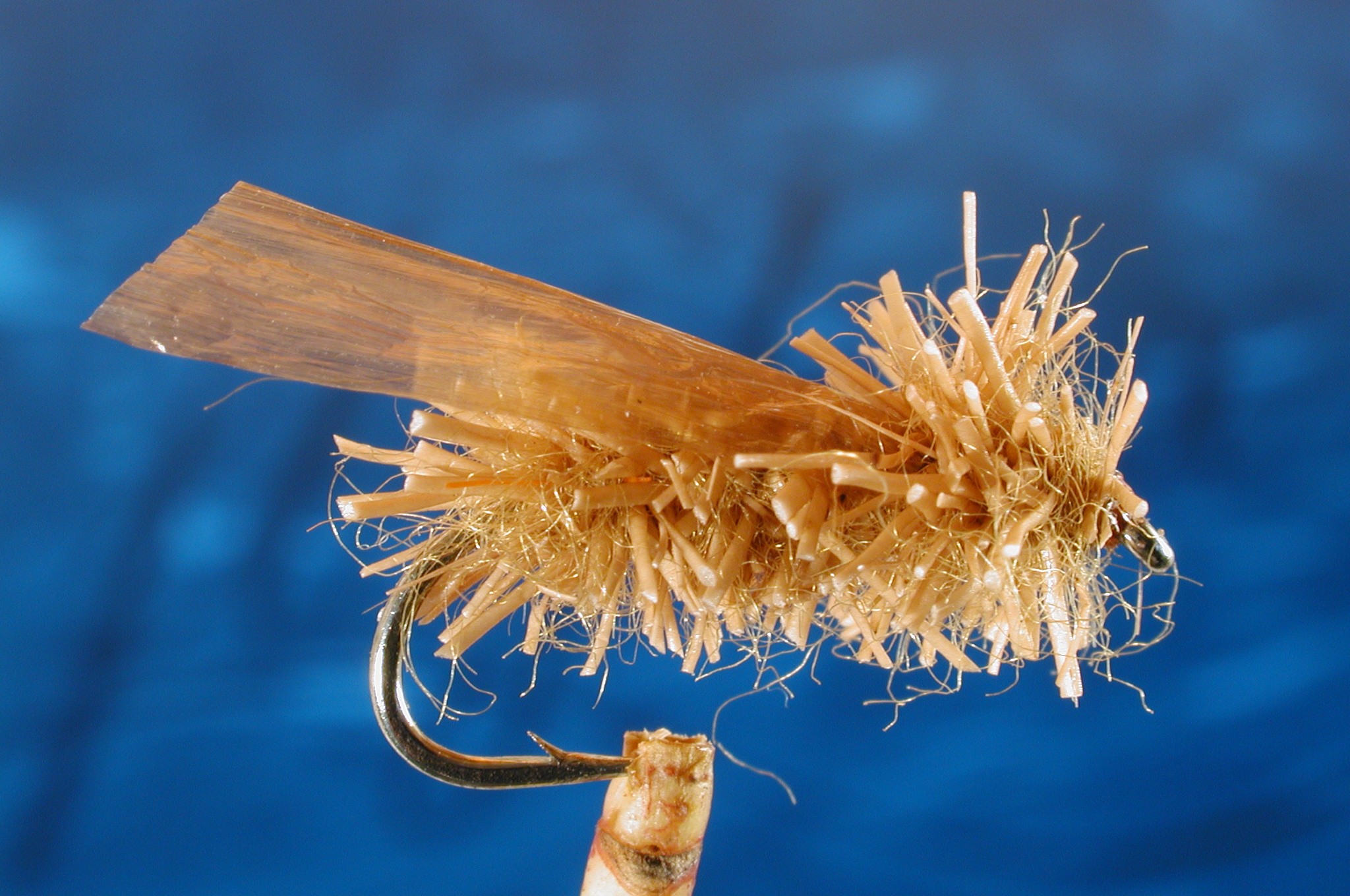 Cinnimon Moser Adult Caddis