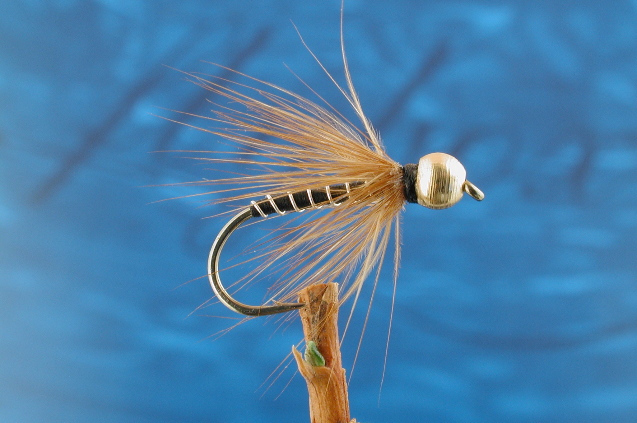 Daddy No Legs Goldhead