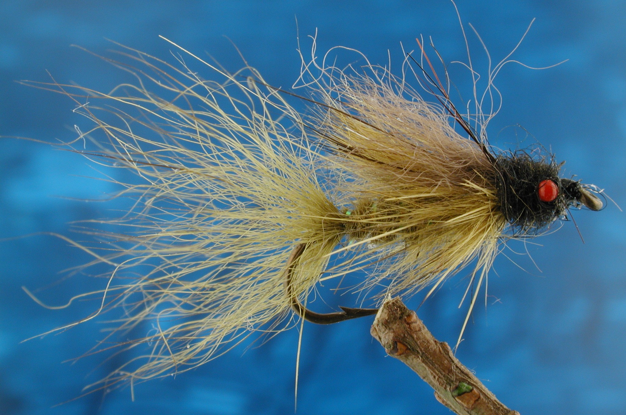 Hairy Red Eyed Olive Damsel Nymph