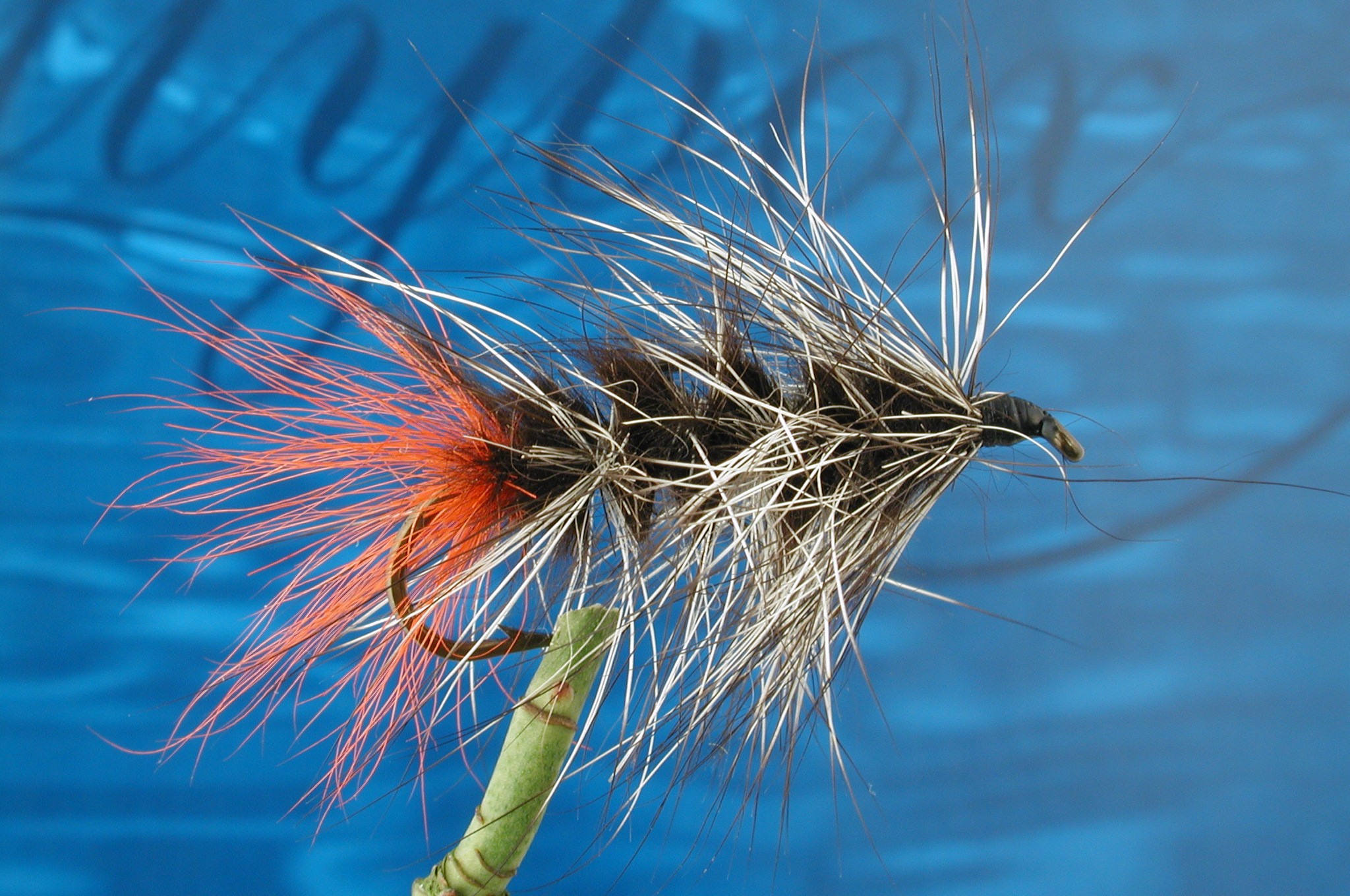 Hairy Black Woolly Worm