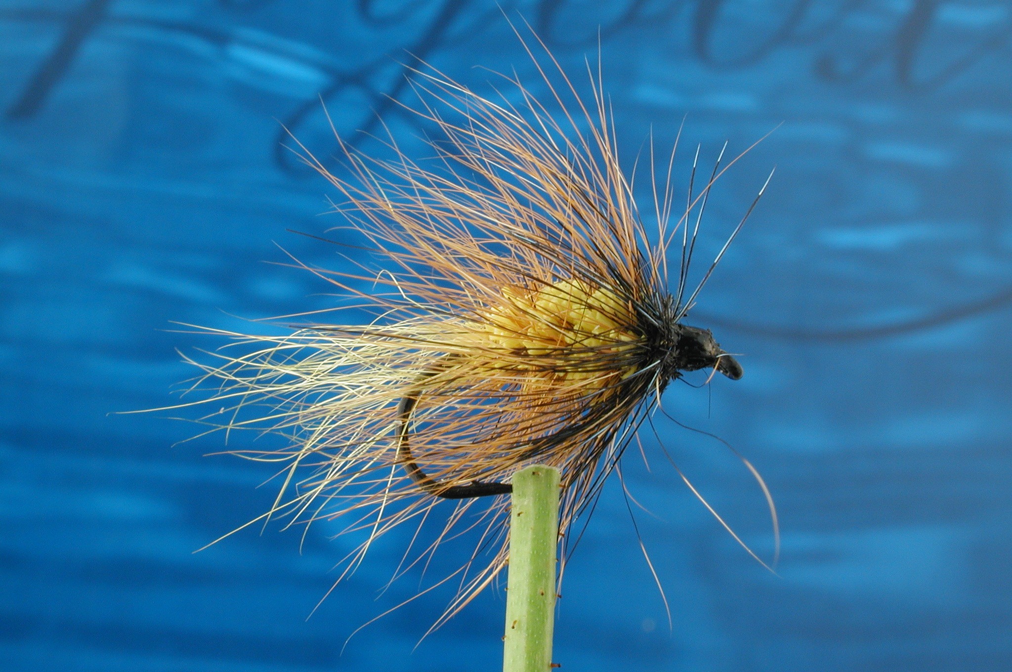 Hairy Invicta Bomber