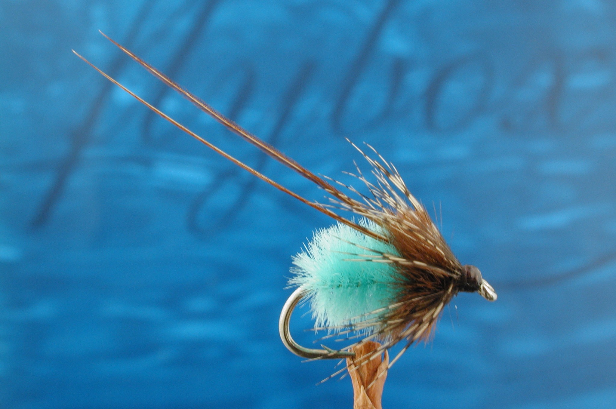 Blue Hackled Longhorn