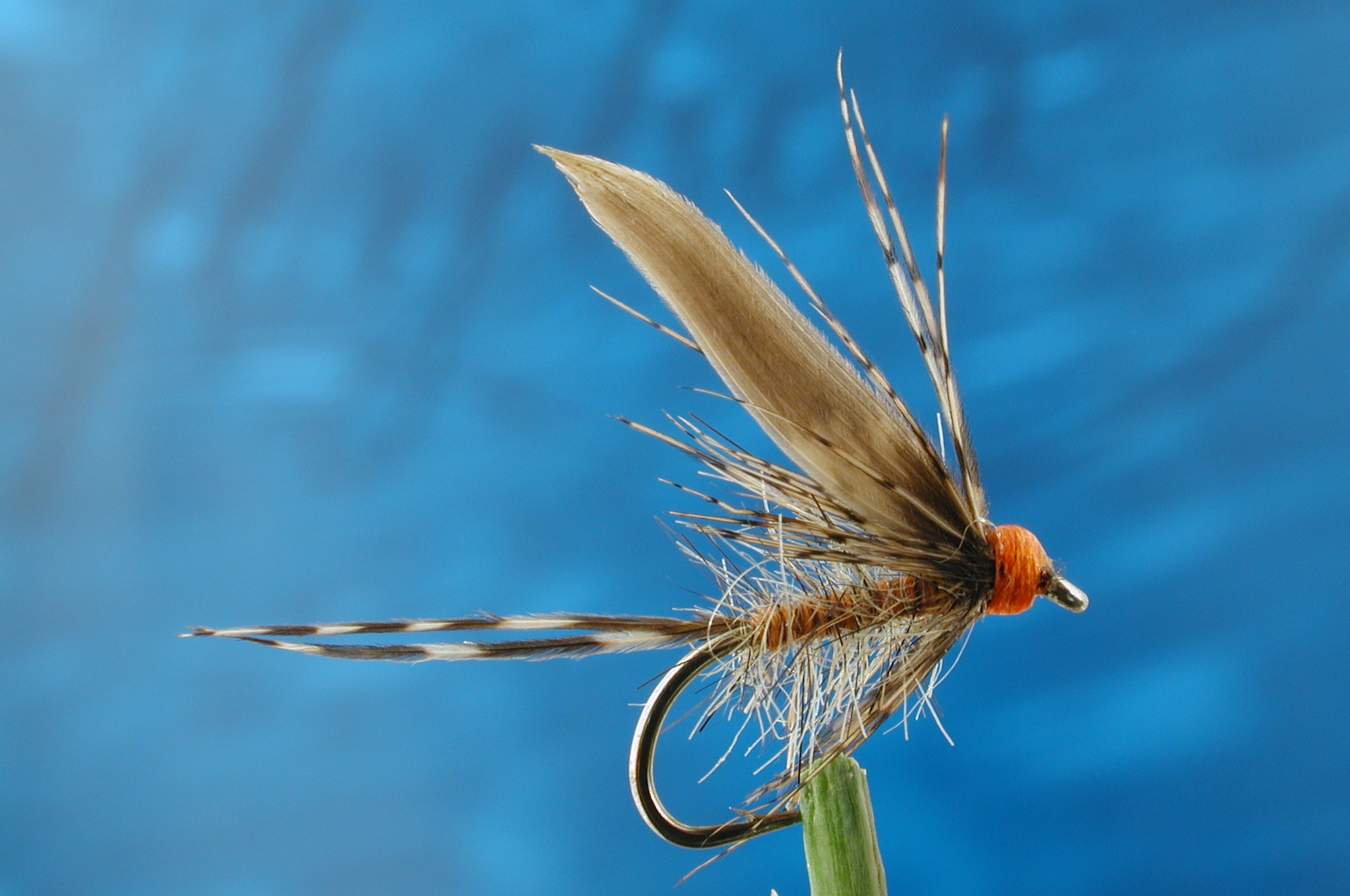 March Brown Winged Spider