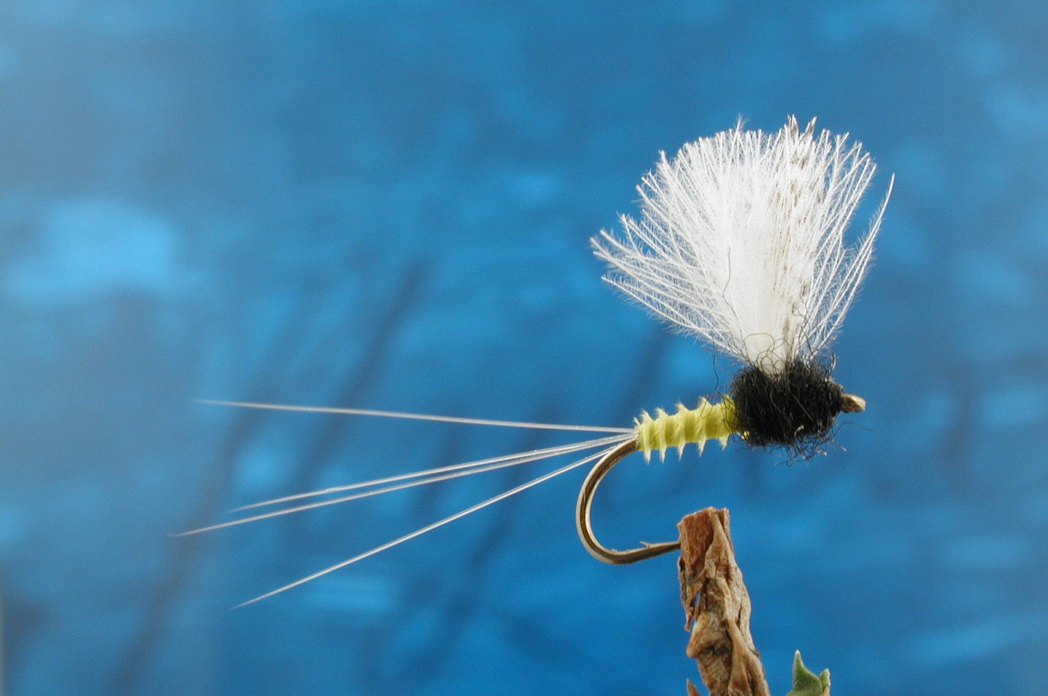 CDC Biot Comparadun Female Trico