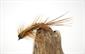 Brown Beetle