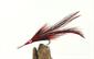Red Cockroach